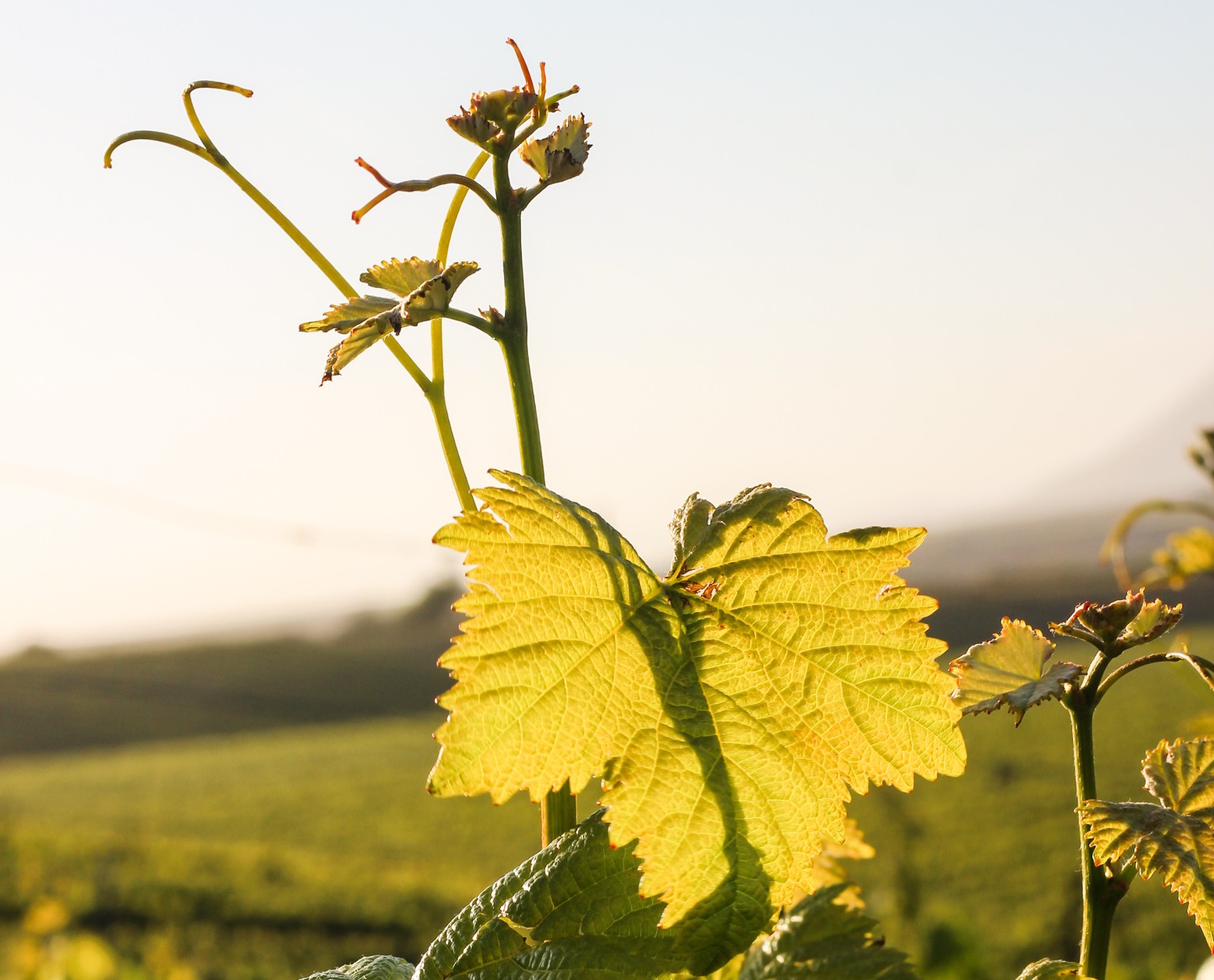 CA Wineries