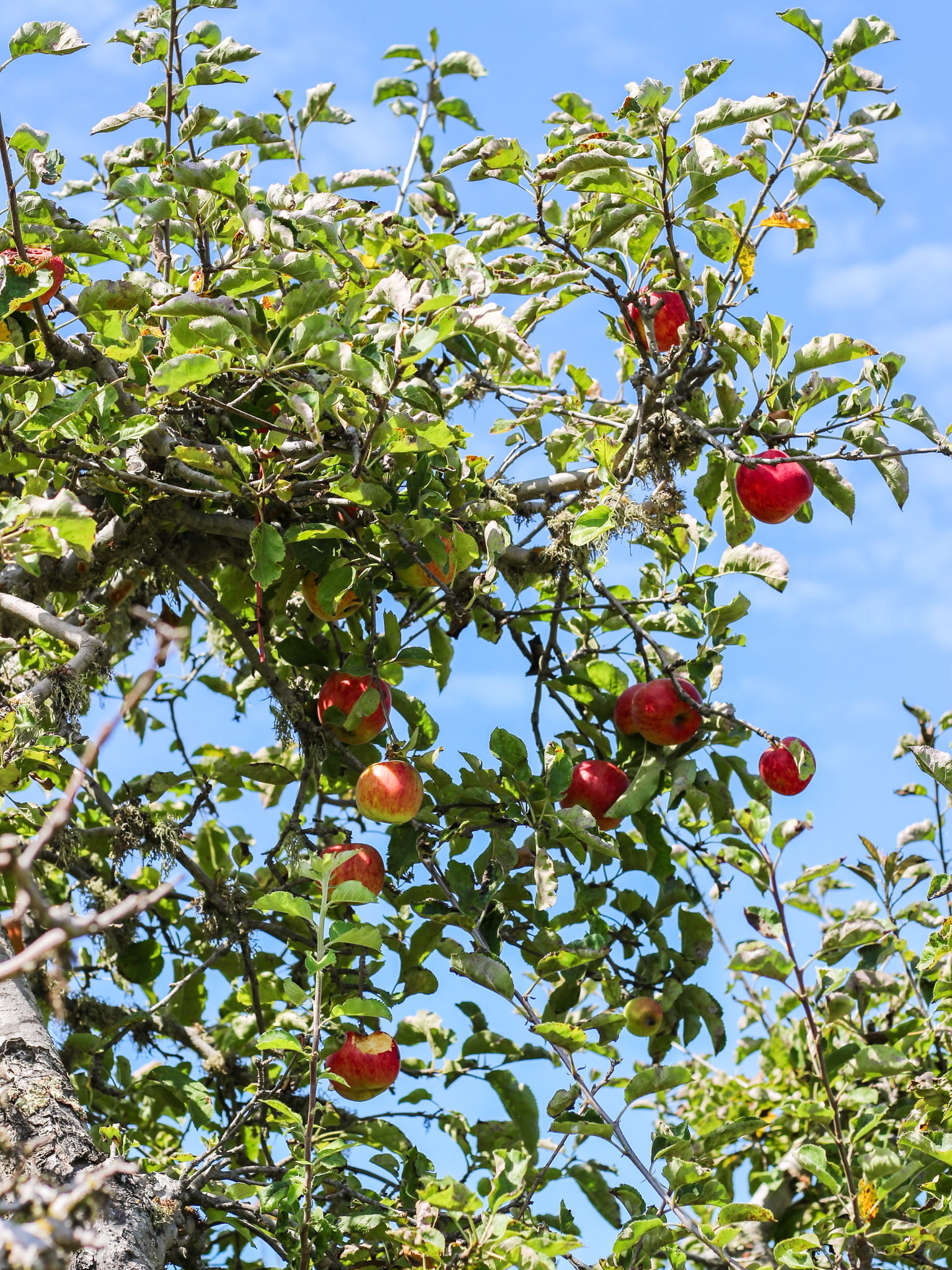 Apple Growers