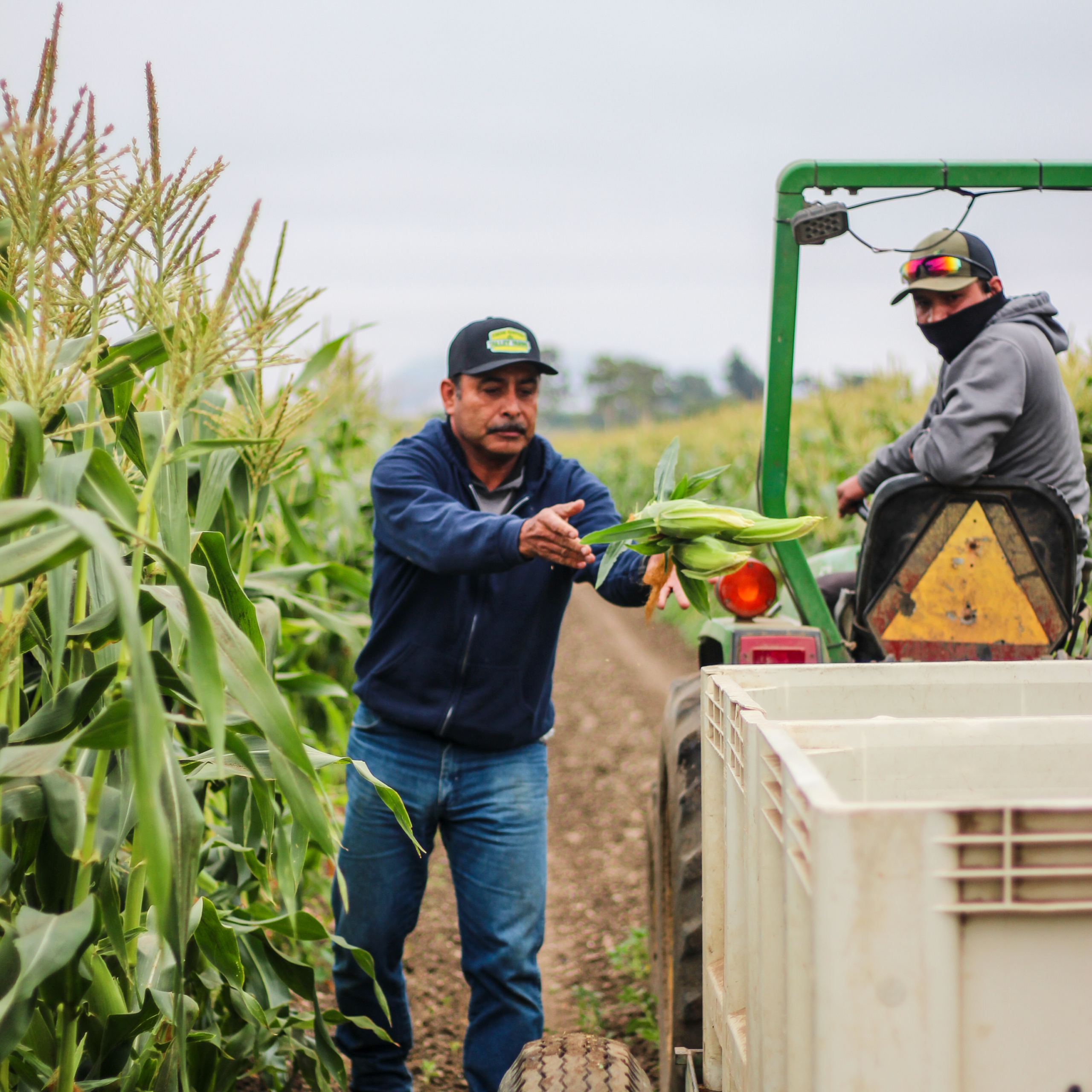 Corn Season Is Here!