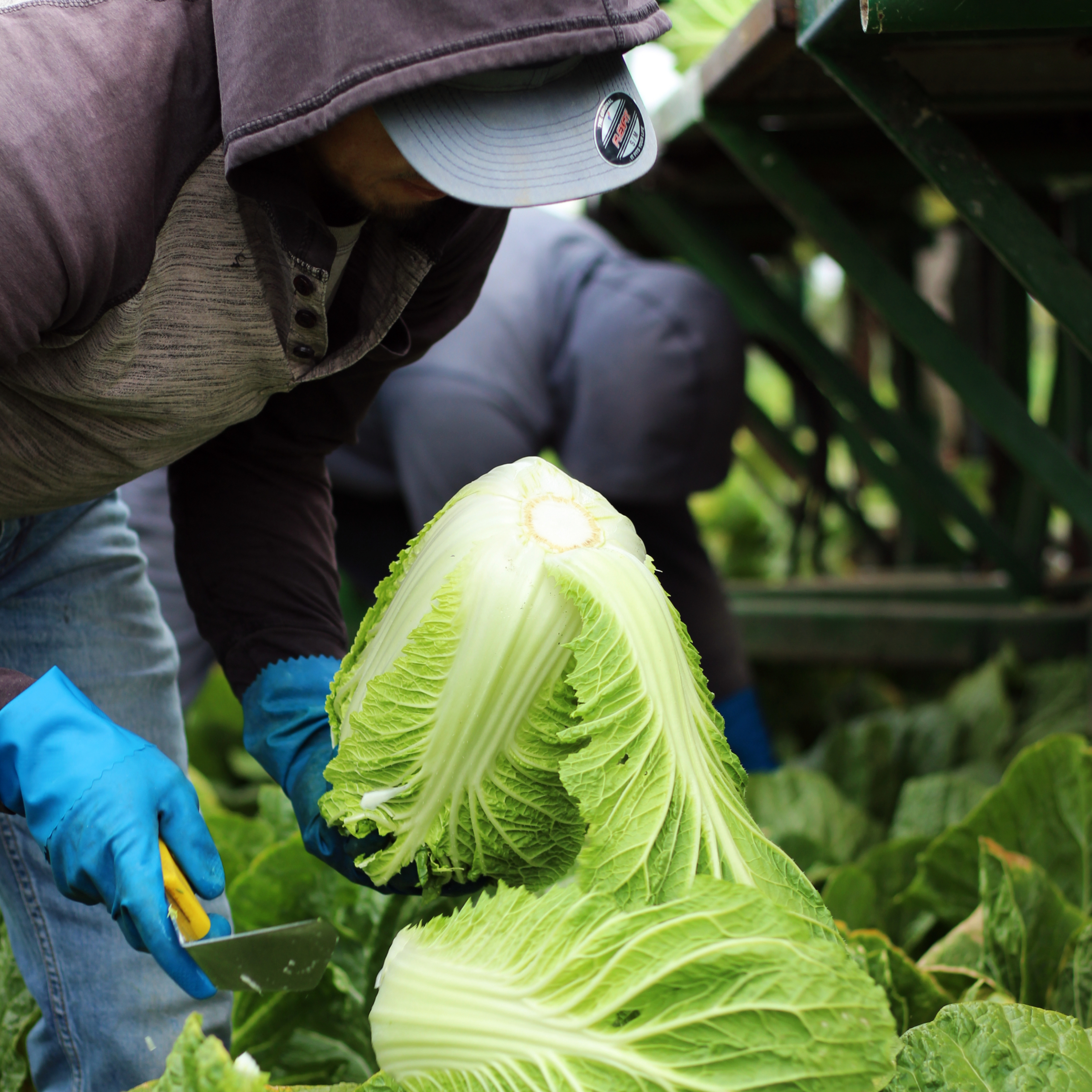 Invasive Pests