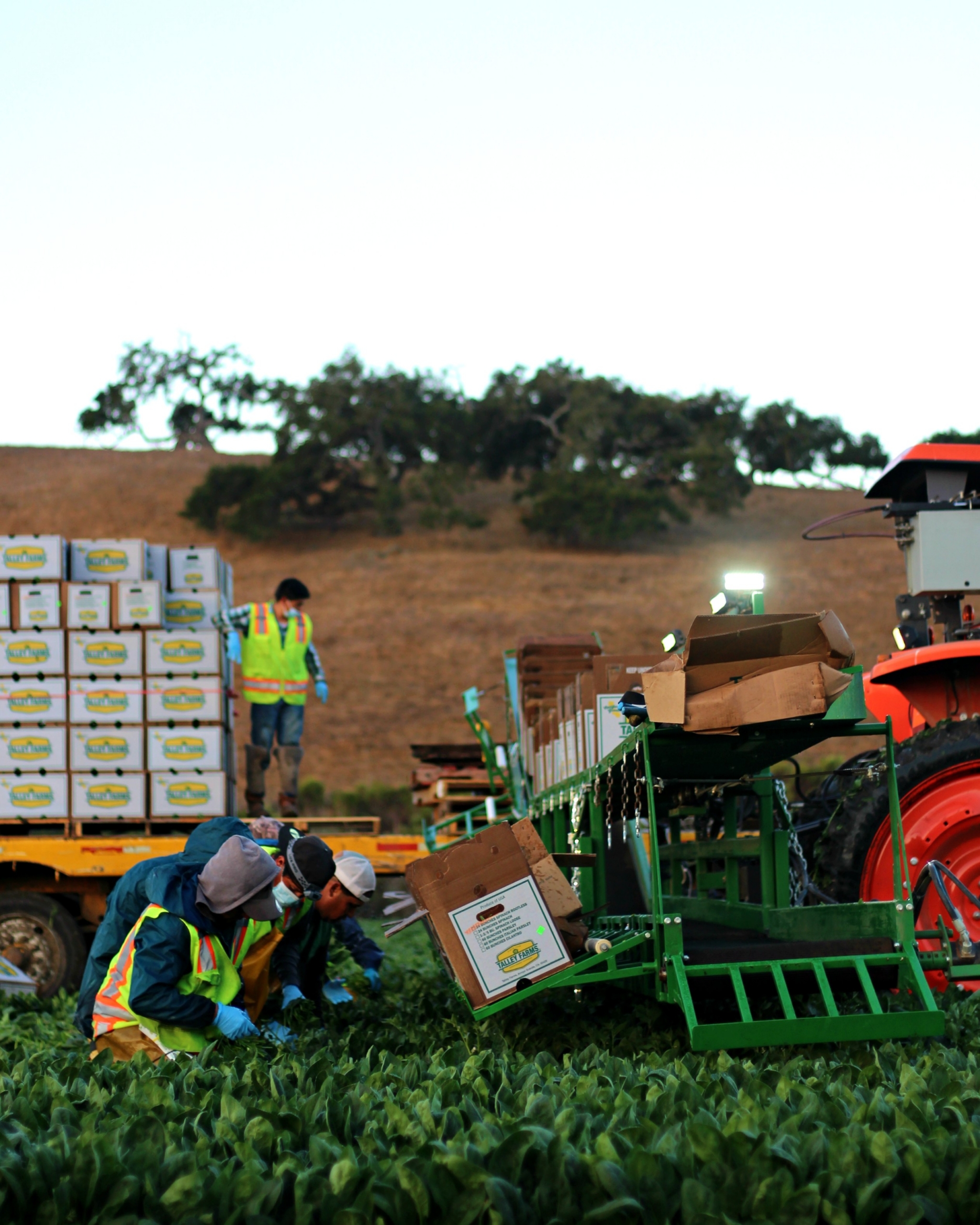 Spinach Harvest