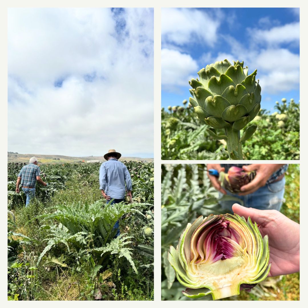 Artichoke
