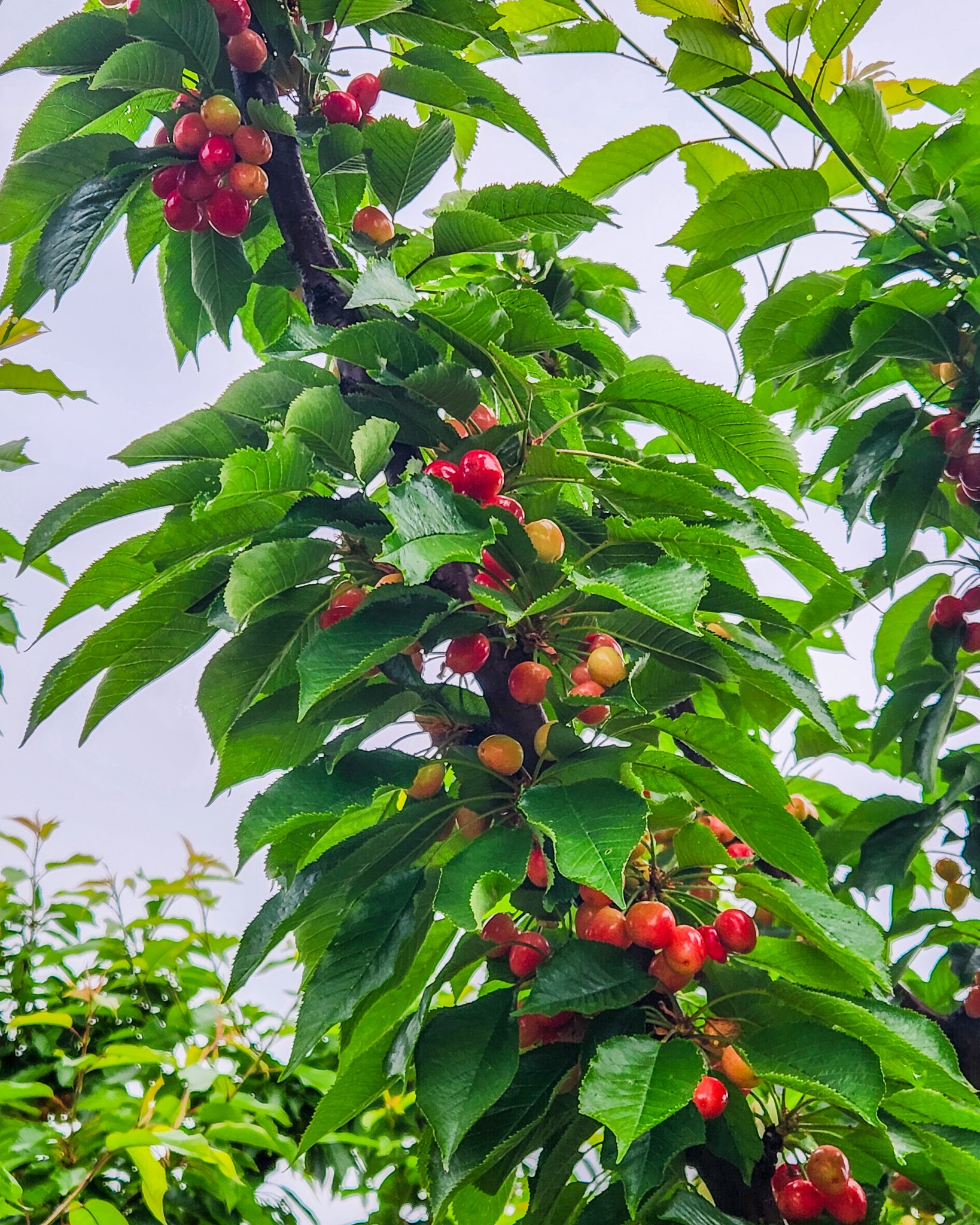 Cherry Crop