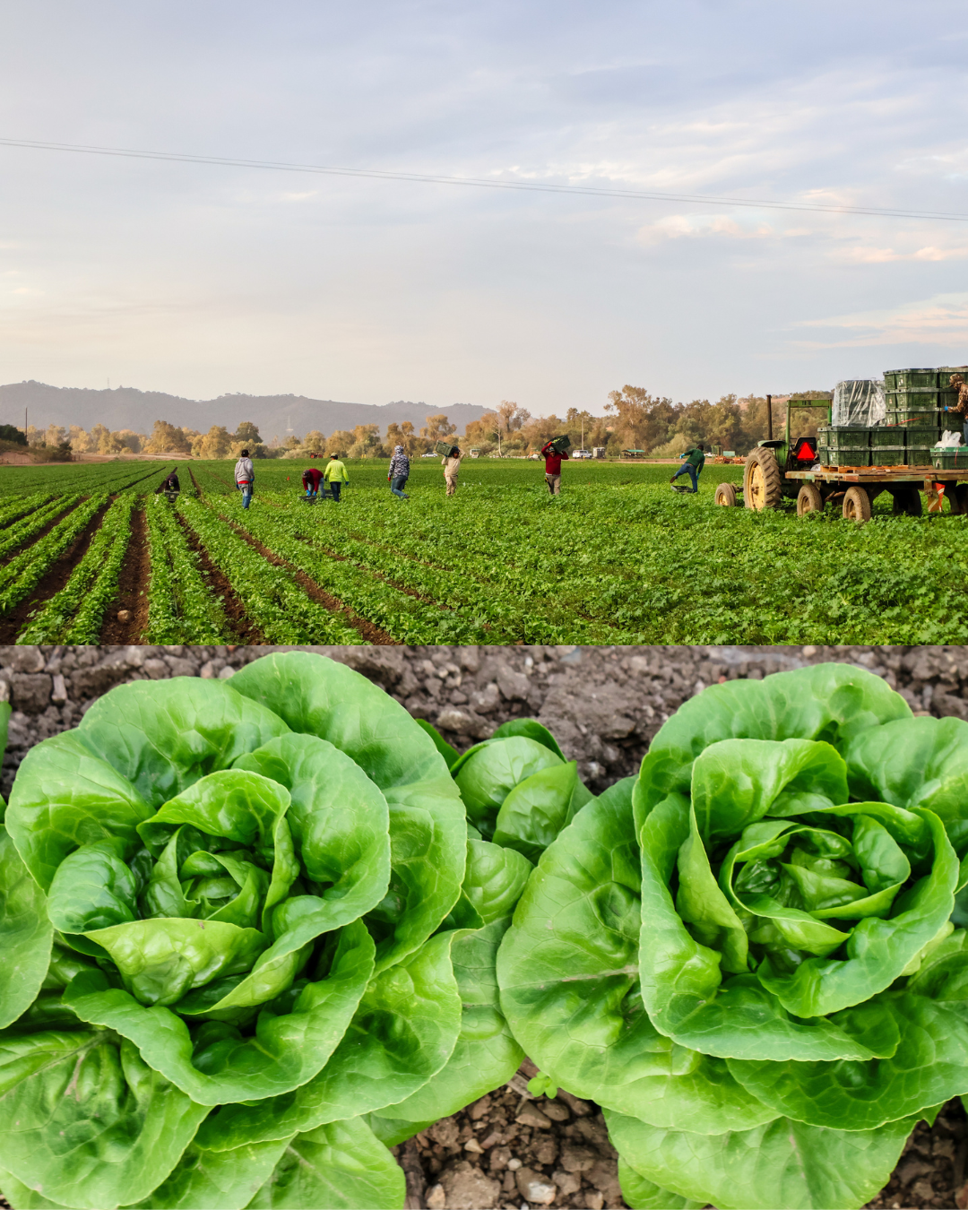 Lettuce