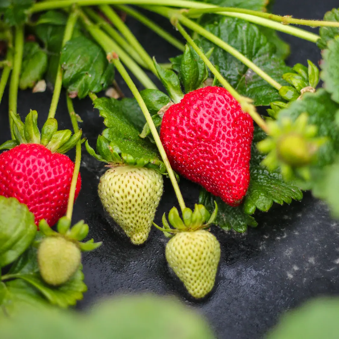 Okui Strawberries
