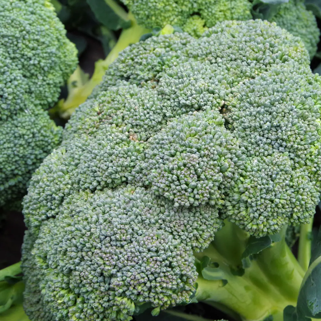 Broccoli