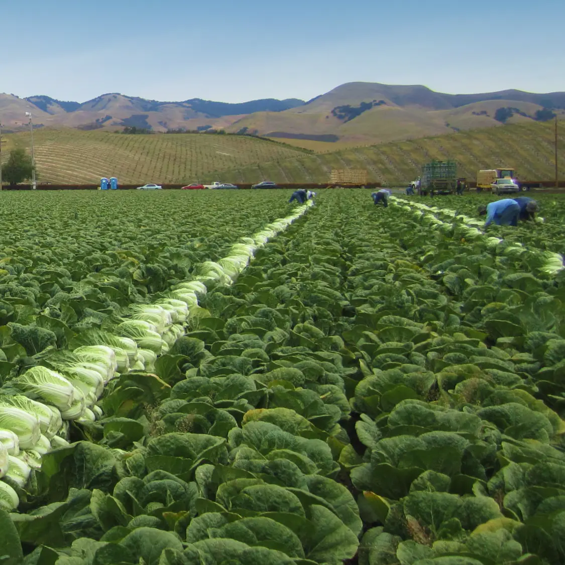 California farm field